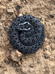 Bitis atropos atropos