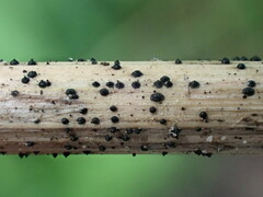 Leptosphaeria doliolum