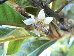 Apis mellifera