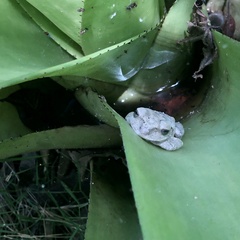 Osteopilus septentrionalis