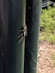 Leptofreya ambigua