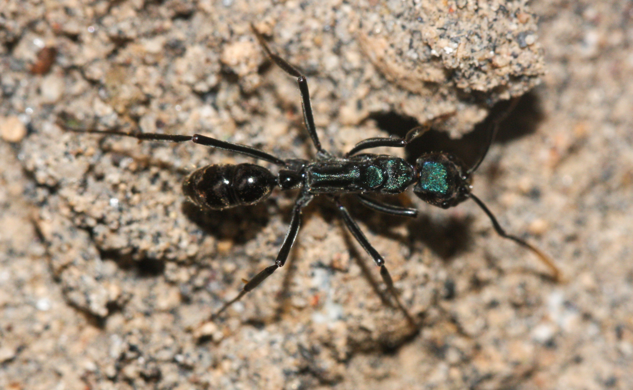 Neoponera fauveli