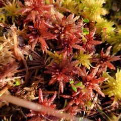 Sphagnum medium