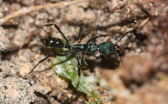 Neoponera aenescens