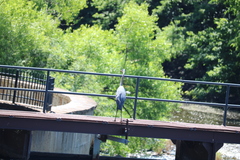 Ardea herodias