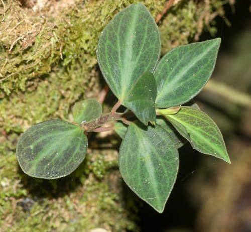 Peperomia velutina