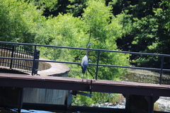 Ardea herodias