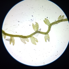 Odontoschisma fluitans