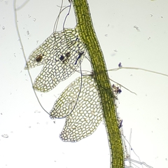 Odontoschisma fluitans