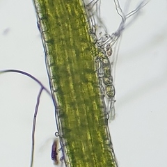 Odontoschisma fluitans