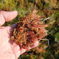 Odontoschisma fluitans