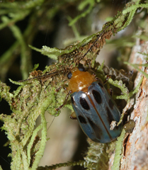 Exora obsoleta