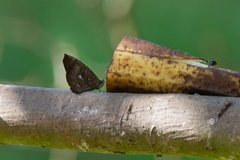 Godartiana muscosa