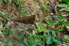 Archaeoprepona amphimachus