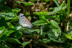 Diaethria eluina