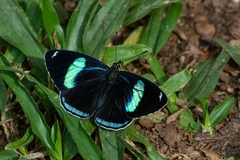 Diaethria eluina