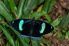 Diaethria eluina
