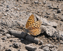 Speyeria callippe nevadensis