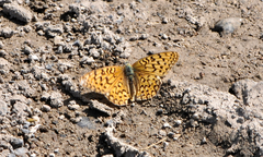 Speyeria callippe nevadensis
