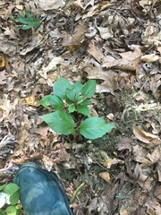 Viburnum setigerum