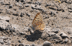 Speyeria callippe nevadensis
