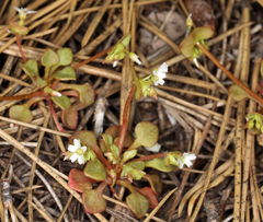 Claytonia rubra rubra