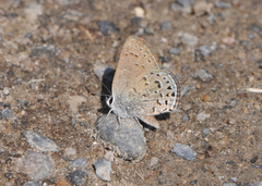 Satyrium behrii