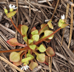 Claytonia rubra rubra