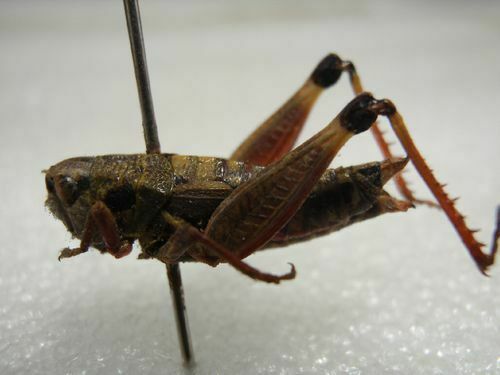 Dicranophyma hingstoni
