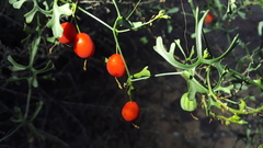 Ibervillea macdougalii