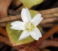 Claytonia rubra rubra