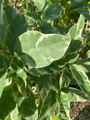 Graptophyllum pictum