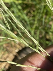 Poaceae