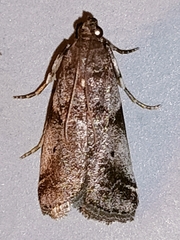 Acrobasis advenella