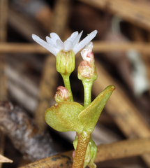 Claytonia rubra rubra