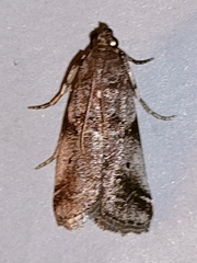 Acrobasis advenella
