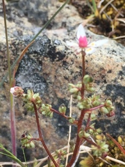 Micranthes foliolosa