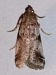 Acrobasis advenella