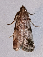 Acrobasis advenella