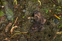 Incisus incisus