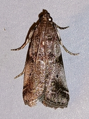 Acrobasis advenella