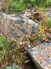 Micranthes foliolosa