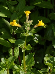 Erythranthe michiganensis