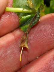 Erythranthe michiganensis