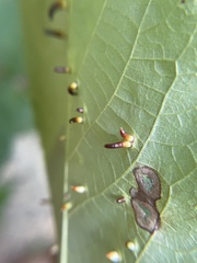 Caryomyia subulata