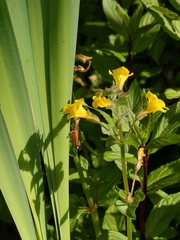 Erythranthe michiganensis