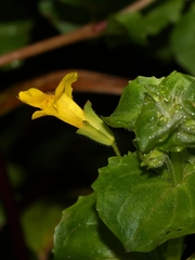 Erythranthe michiganensis