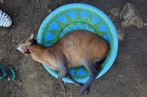 Red-flanked Duiker