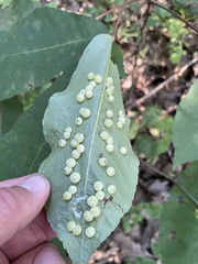 Caryomyia glauciglobus