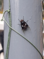 Copestylum mexicanum